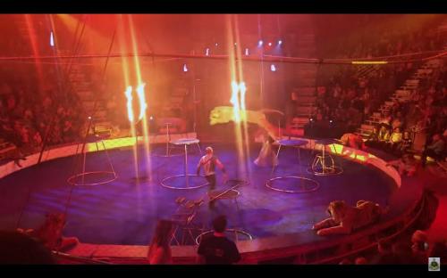 <br />
В цирке Магнитогорска тигр стал биться в конвульсиях во время выступления&nbsp<br />
