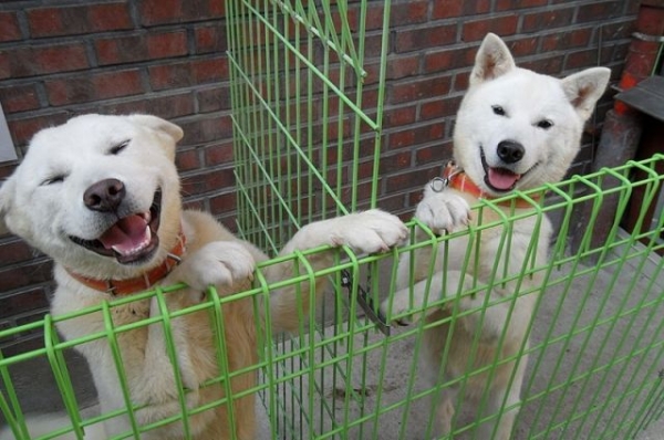 Ким Чен Ын подарил южнокорейскому коллеге двух редких собак